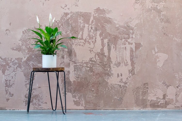 Best Plants to Decorate Your Place