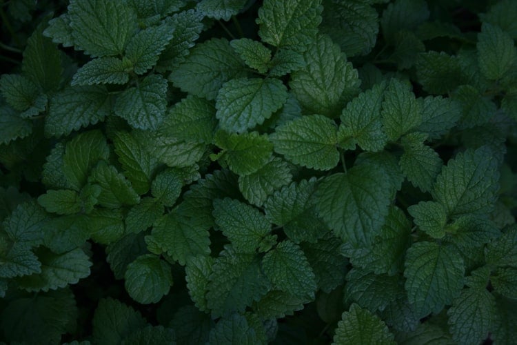 lemon balm pengusir nyamuk