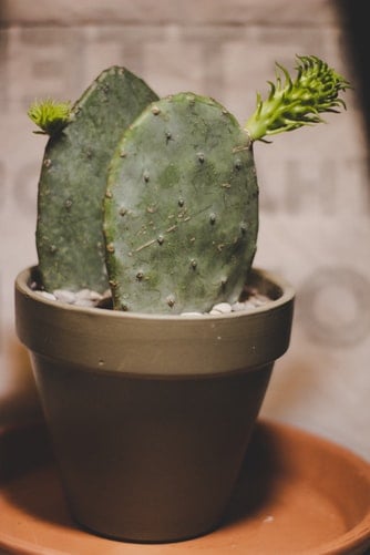 Opuntia Cochenillifera Cactus