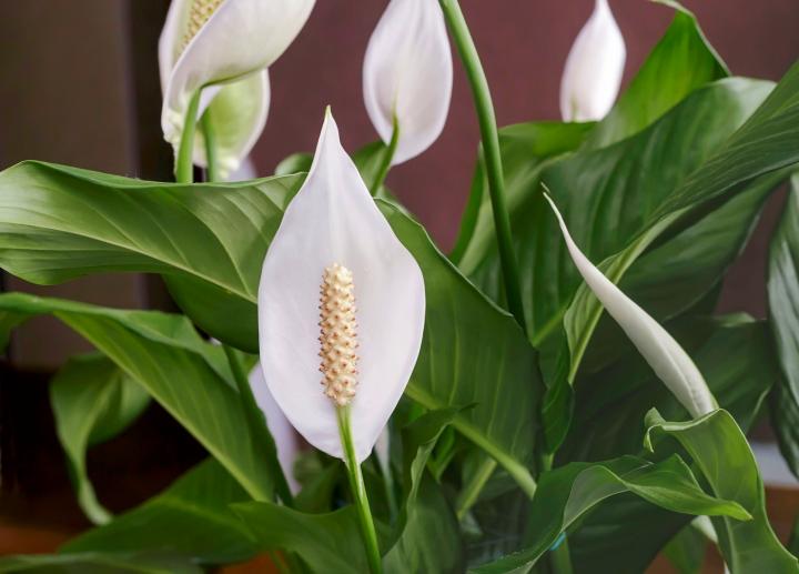 10 Best Plants for Beginner