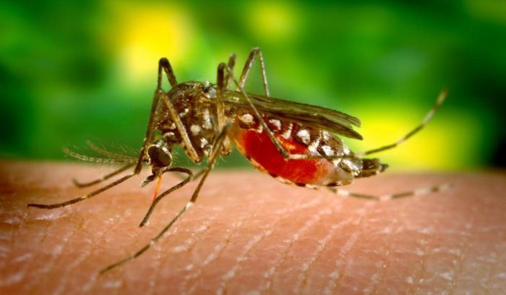 Nyamuk Anopheles Malaria, Virus Malaria