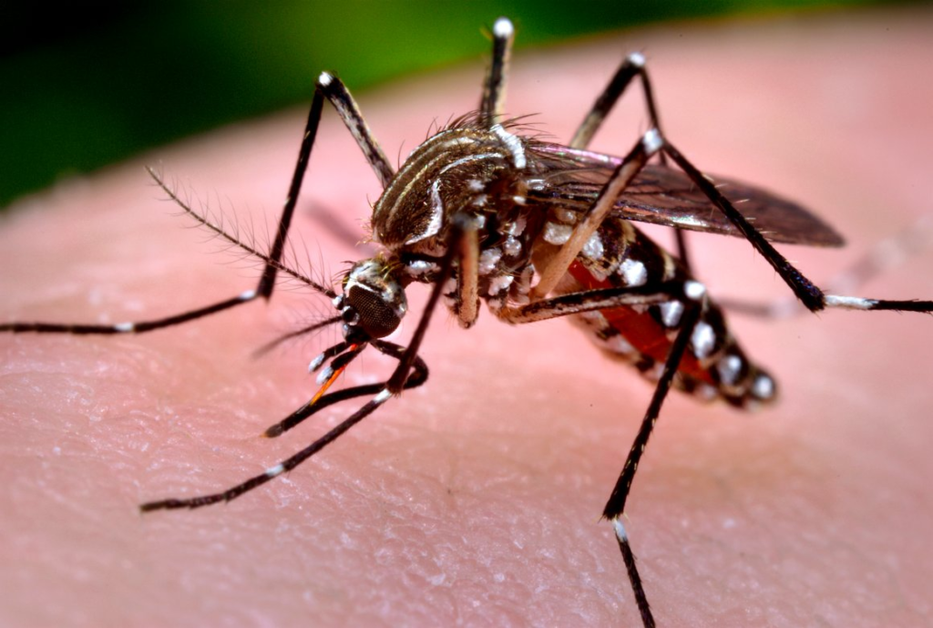 Aedes Aegypti Virus Zika, Nyamuk Zika