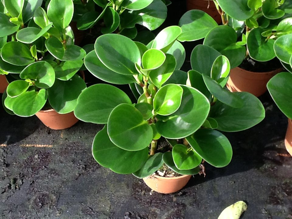 indoor houseplant peperomia