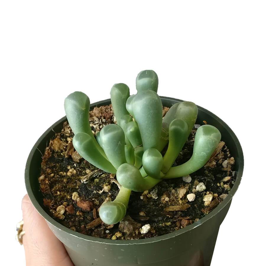 tanaman indoor baby toes