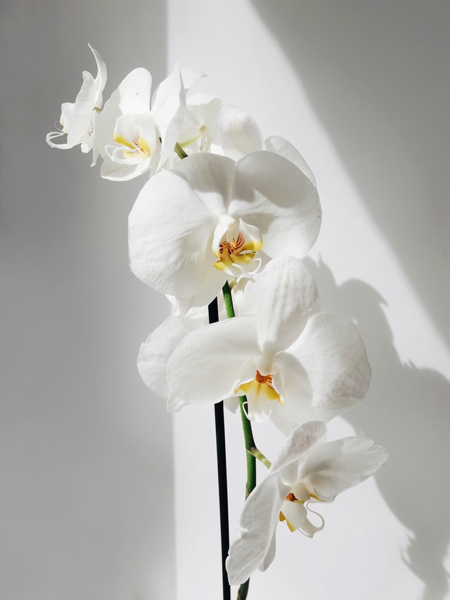 indoor houseplants orchid