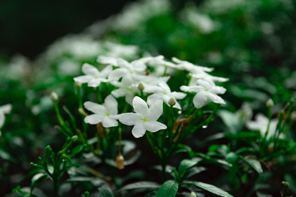 jasmine white flower