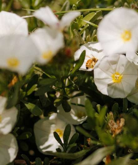 petunia white flower