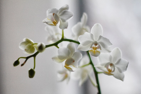 moth orchid white flower