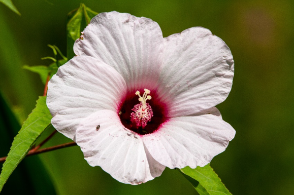 hibiscus white flower