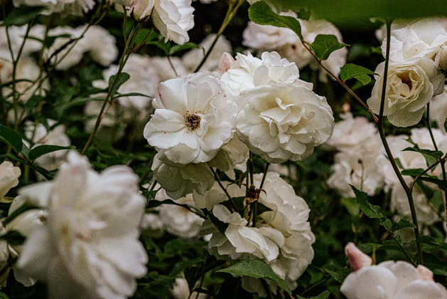 white roses