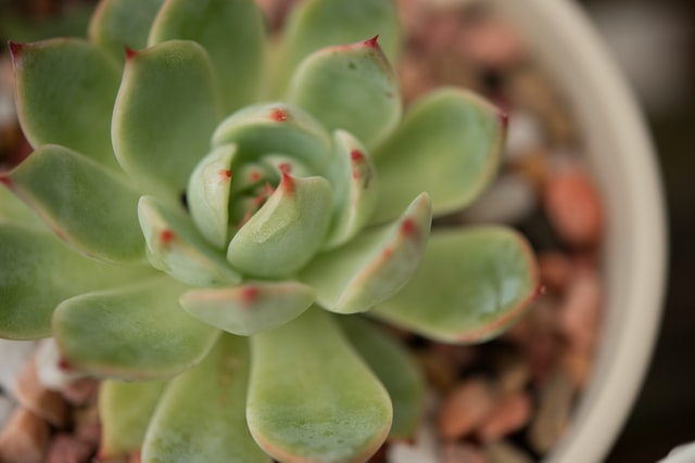 indoor houseplants echeveria