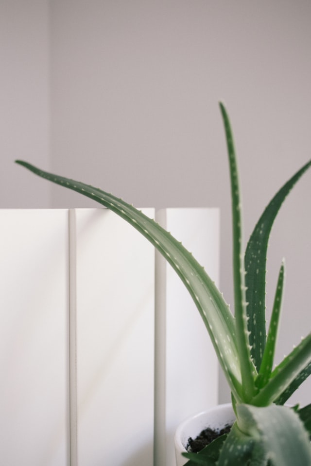 indoor houseplants sansevieria