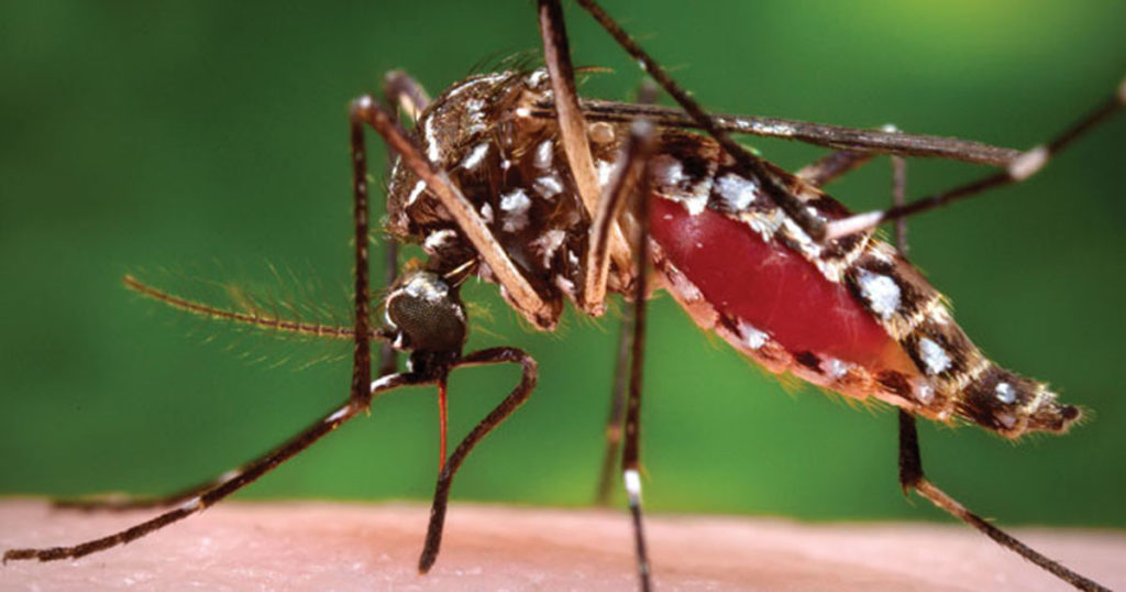 chikungunya mosquito