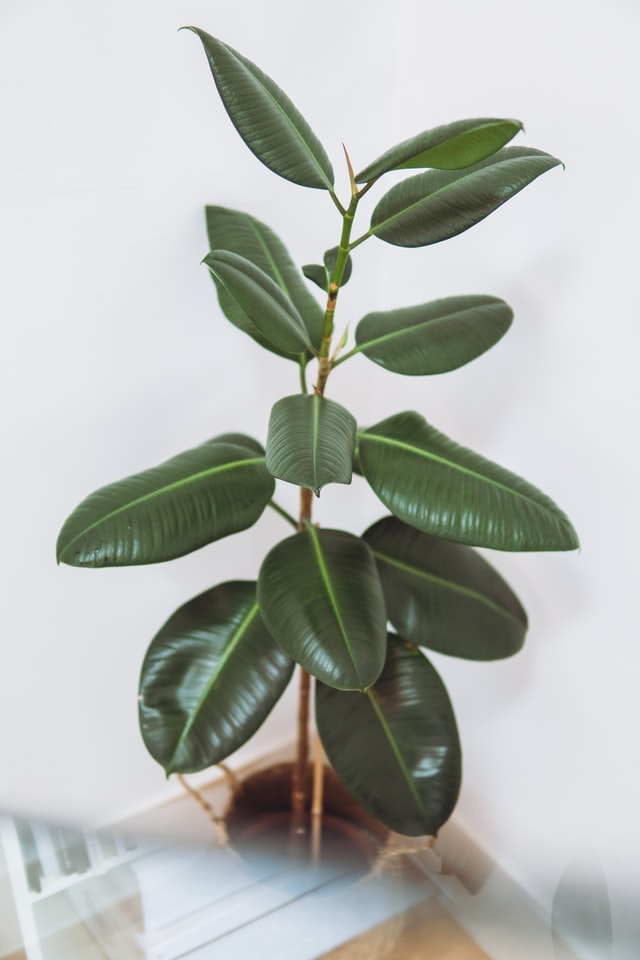 indoor houseplants rubber fig