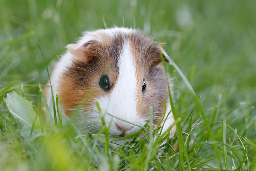 guinea pigs as pets