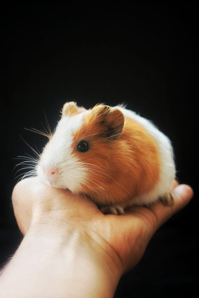 hamster as pets