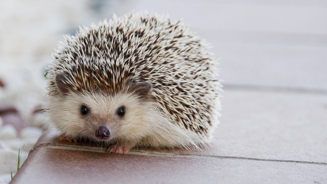 hedgehog as pet