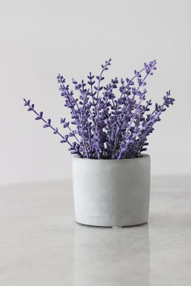 indoor houseplants lavender