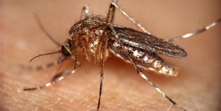 elephantiasis or filariasis mosquito