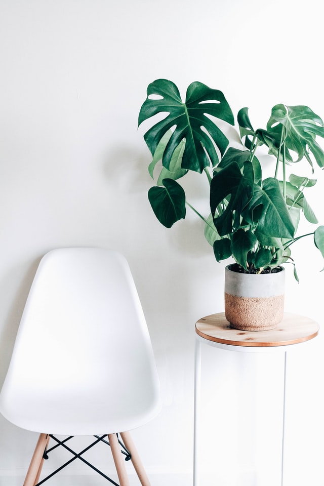 indoor houseplants monstera