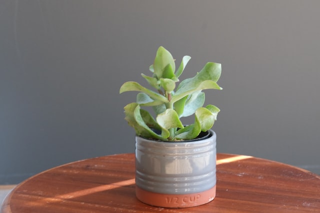 tanaman indoor jade plant