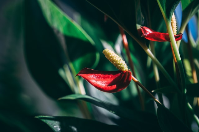 tanaman indoor anthurium
