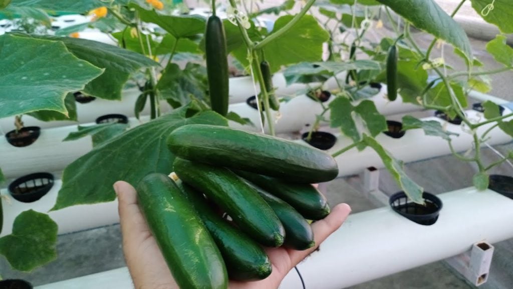 hydroponic cucumber