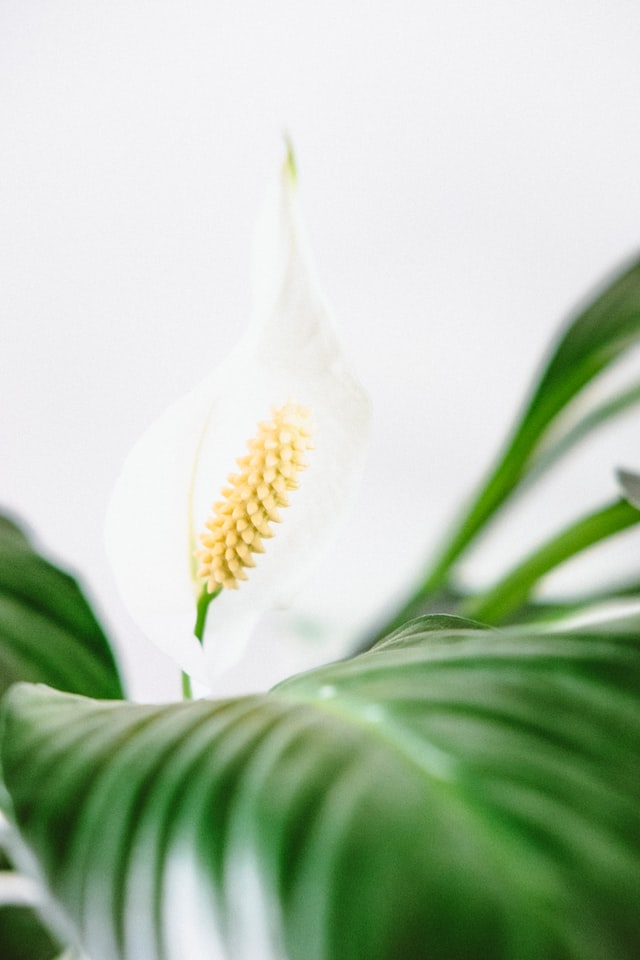 indoor houseplants peace lily