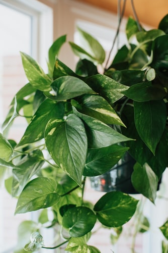 indoor houseplants devil's ivy