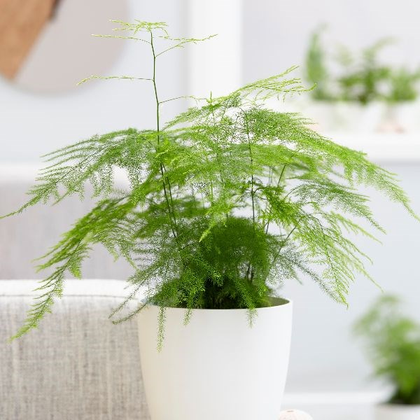 indoor houseplants asparagus fern