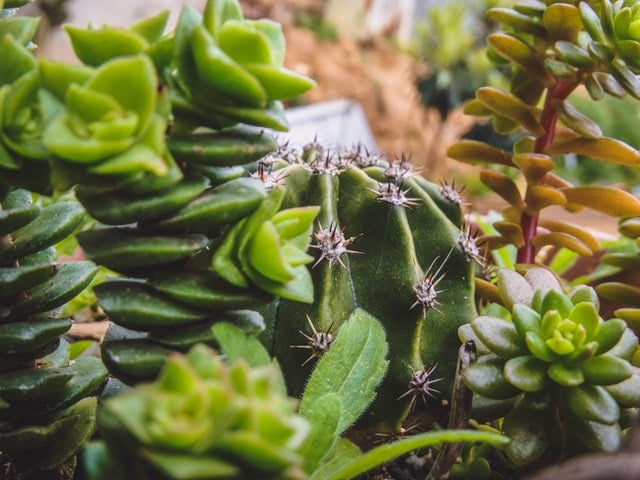 indoor houseplants cactus