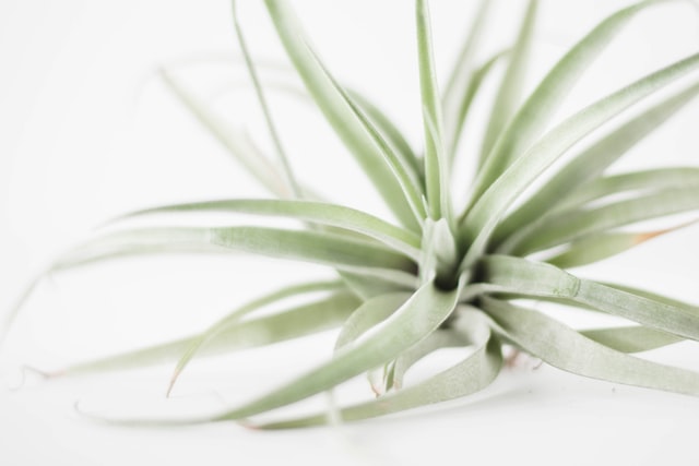 tanaman indoor tillandsia