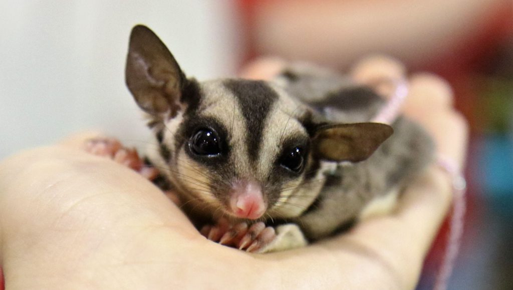 sugar glider as pet