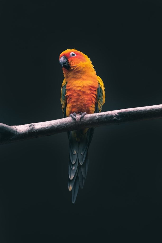 bird sun conure as pet