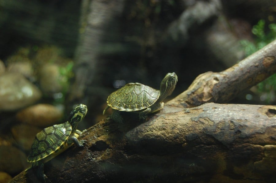 turtles as pets