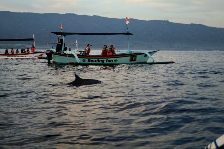 dolphins lovina north bali