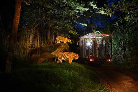 night safari Bali