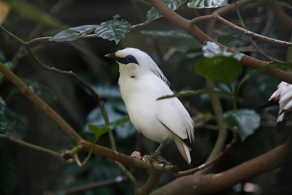 birdwatching in west bali national park