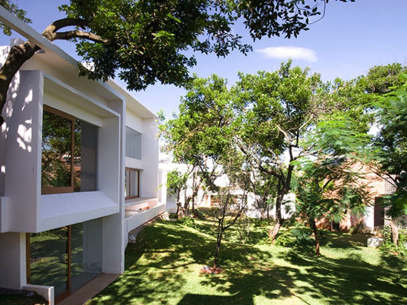 10 Types of Shade Trees For a Shady and Cool Home