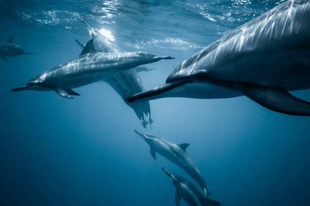 swimming with dolphins in lovina beach