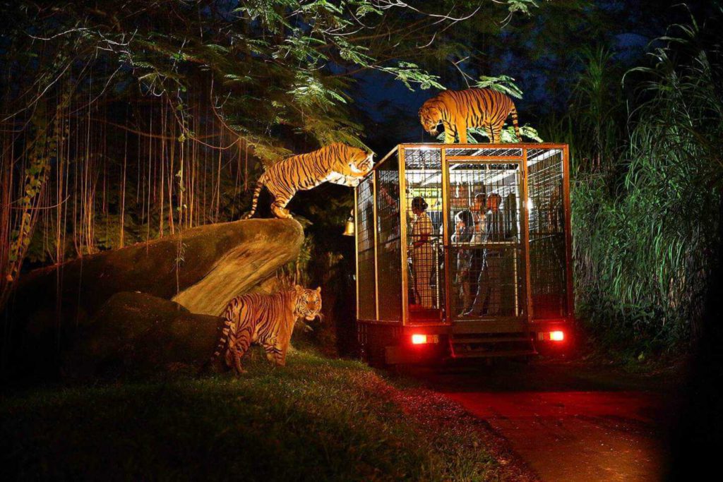 night safari