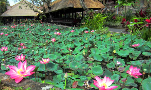 lotus garden