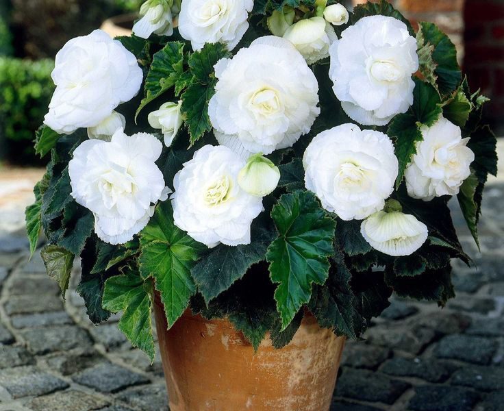 8 Beautiful Flowering Houseplants That are Easy to Take Care of