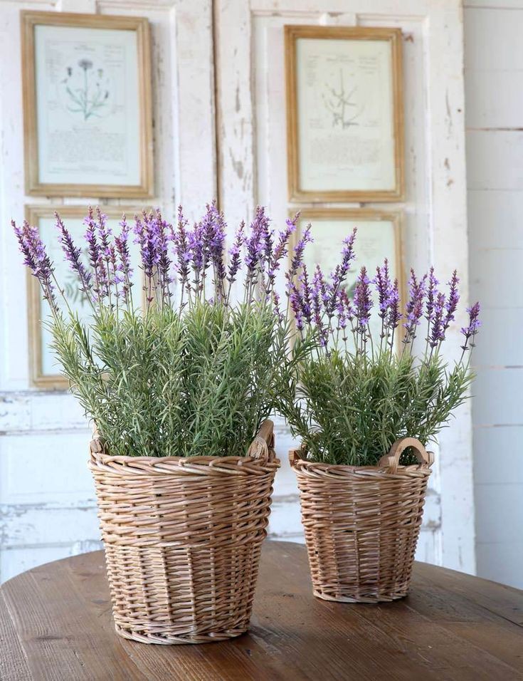 lavender tanaman hias