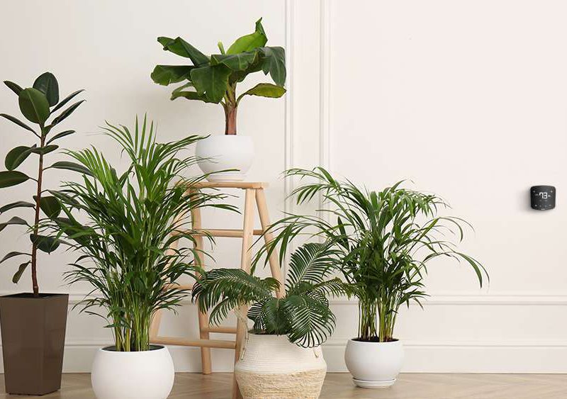 8 Types of Air Purifying Plants that Suitable for Your Home
