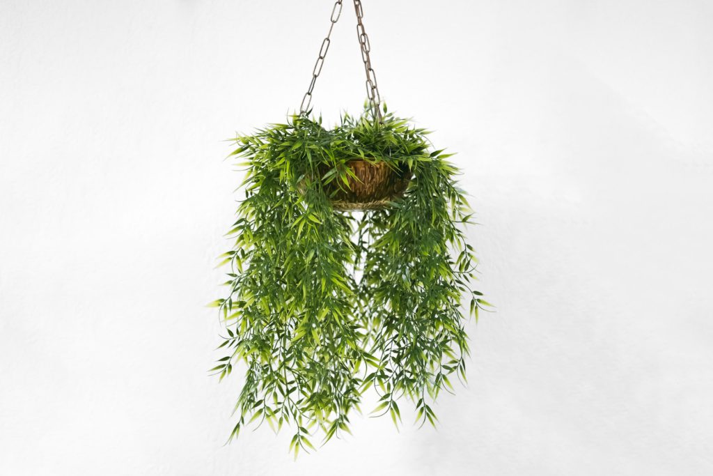 hanging ornamental plants