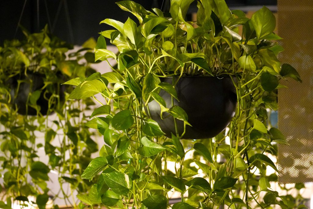 hanging ornamental plants