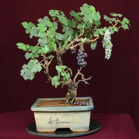 Bonsai Anggur