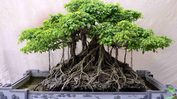 Bonsai Beringin