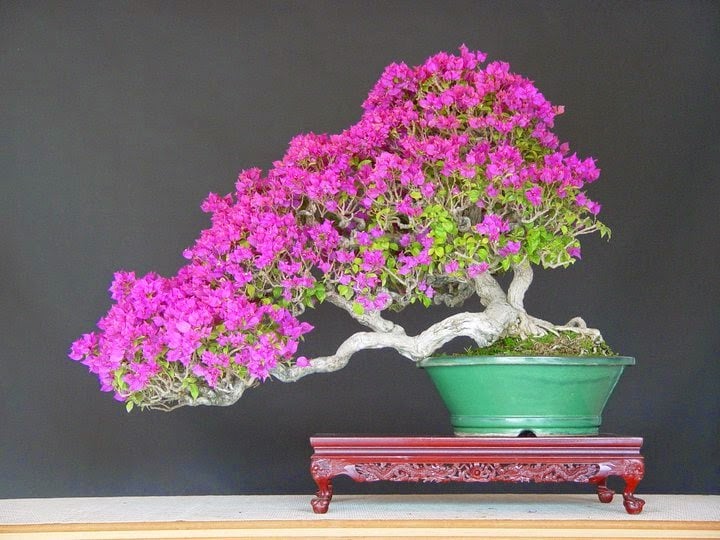 Bonsai Bougenville